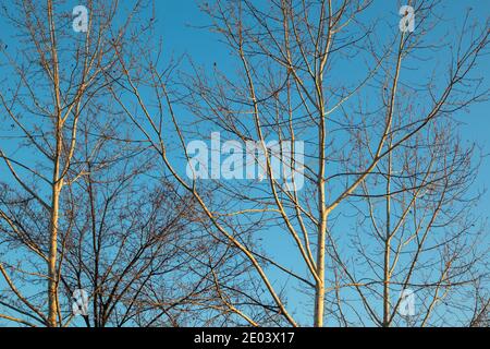 Tree branches leafless lighted with warm orange sunset light on blue vibrant sky background. Winter time nature Stock Photo