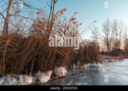 Dry reeds on frozen wild lake shore in sunset light with white shining clear ice sparkling. Cold winter nature background Stock Photo
