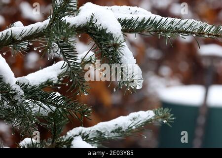 Fluffy green spruce branches in the forest. Stock Photo