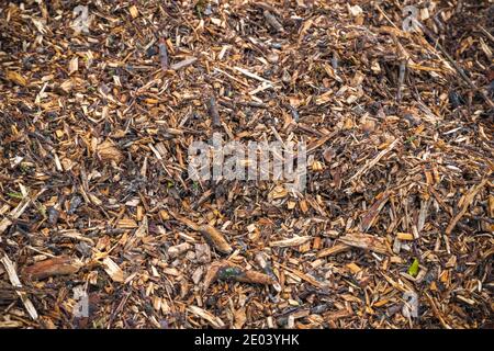 Image filled with wood chips and twigs Stock Photo