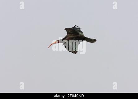 Bald Ibis (Geronticus eremita) adult in flight  Morocco               May Stock Photo