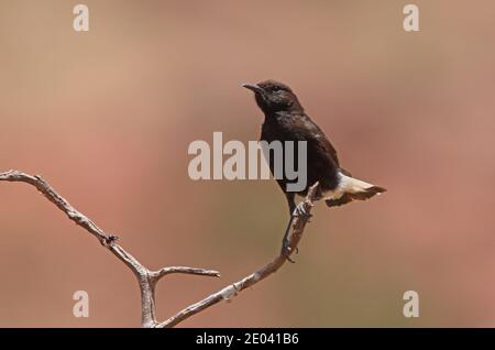 Black Wheatear (Oenanthe leucura syenitica) adult male perched on dead branch  Morocco         May Stock Photo