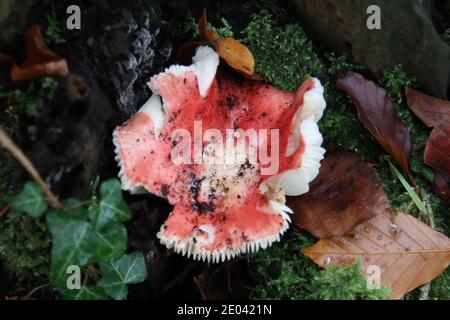 Beechwood sickener fungus, Russula nobilis
