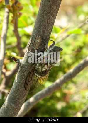 On hot summer days a cicada chirps to attract females. Abruzzo, Italy, Europe Stock Photo