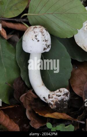 Yellow stainer fungi, Agaricus xanthodermus Stock Photo