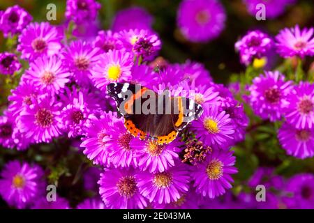 Michaelmas daisies butterfly Daisy Aster Autumn Red admiral butterfly Vanessa atalanta Red admirable Butterfly on flower Purple Aster Insect Migration Stock Photo