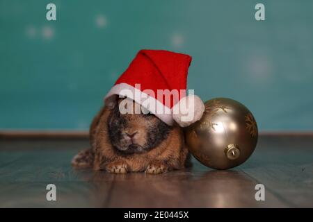 Red-haired dwarf rabbit in a Christmas hat. Stock Photo