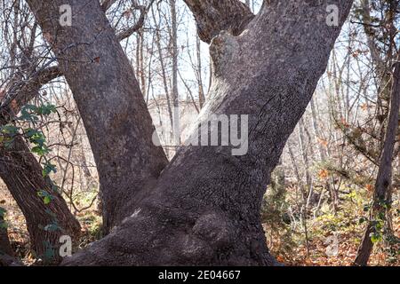 Old tree trunk, Arizona Stock Photo