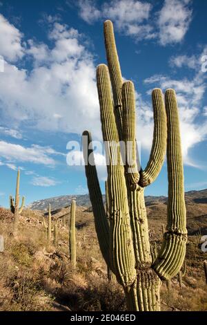 Giant Saguaro Cactus (Carnegiea gigantea), Redington Pass, Tucson, Arizona, USA Stock Photo