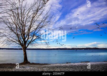 Tree on the lake shore, on a winter day under the cloudy blue sky Stock Photo
