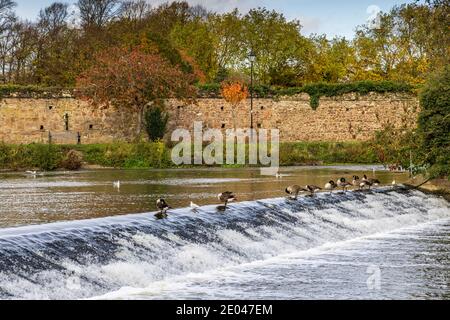 The weir on the River Soar at Abbey Park, Leicester, England, Uk Stock Photo