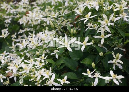 Clematis terniflora flowers in October. Stock Photo
