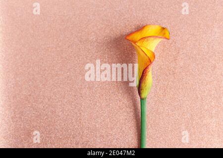 Amazing orange Calla Lily flower on a sparkle pink peach background.  Flat lay. Place for text. Stock Photo