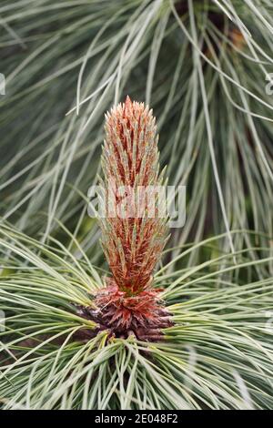 Pinus montezumae 'Sheffield Park' cones. Stock Photo