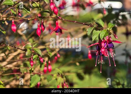Beautiful pink Fuchsia magellanica Riccartonii autumnal bell-shaped flowers on blurry green background. Copy space. Wild flowers. Dublin, Ireland Stock Photo