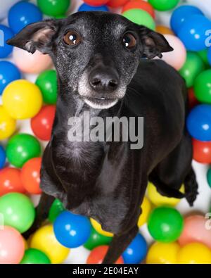 A brown Italian greyhound dog sitting in a colorful ball pit looking up top view Stock Photo