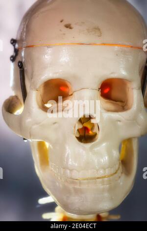 Close up of a skeleton skull Stock Photo