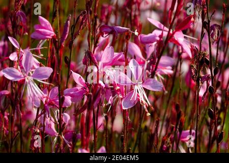 Pink Gaura lindheimeri 'Lillipop Blush' pink flowers blooming Oenothera lindheimeri flowering Stock Photo
