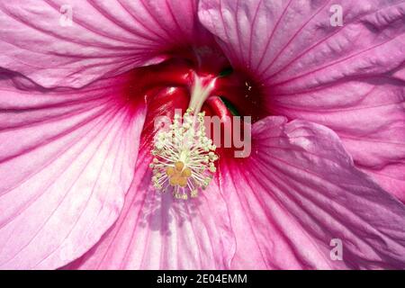 Pink Hibiscus moscheutos Blush flower close up Swamp rose mallow Stock Photo
