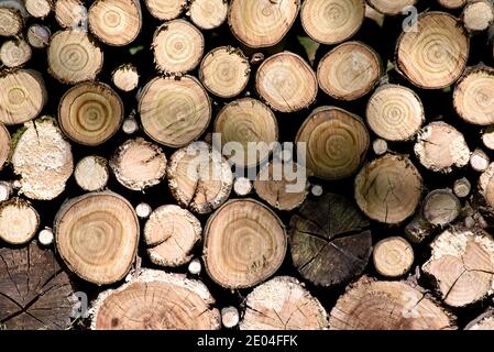 Stack of cut firewood logs arranged for storage and heating Stock Photo