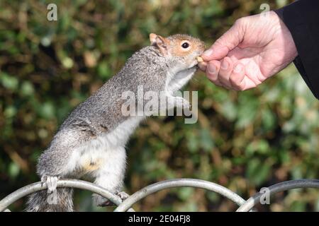 Grey squirrel standing on a fence and being fed a walnut by human hand in a park in Brighton, Sussex, England, United Kingdom Stock Photo
