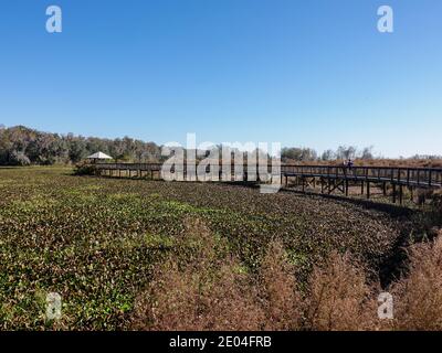 Boardwalk leading to overlook, winter time at LaChua Trail, Paynes Prairie Preserve State Park, Gainesville, Florida, USA. Stock Photo