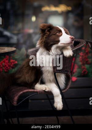 Adorable Brown Border Collie sitting on a street cafe chair on a Christmas festive decorated city streets. Stock Photo