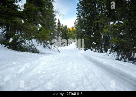 Empty path through a snowy pine forest at sunset in winter Stock Photo