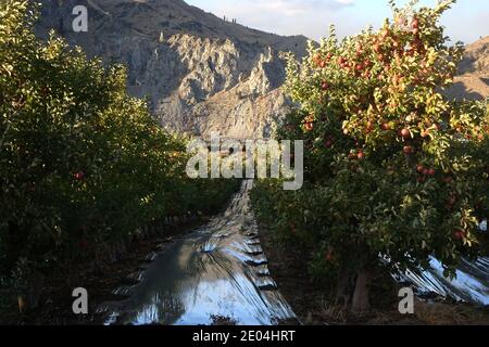 In the world famous apple growing region of eastern Washington, apples hang in clusters from an Auvil orchard along the Columbia River near Chelan, Wa Stock Photo