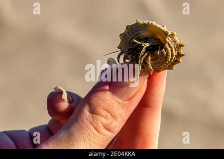 A hermit crab pokes out of its shell at Anne's Beach County Park in the Flroida Keys. Stock Photo