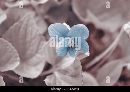 Defocused tinted background with a blooming violet. Selective focus Stock Photo