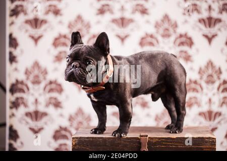 french bulldog over vintage background Stock Photo