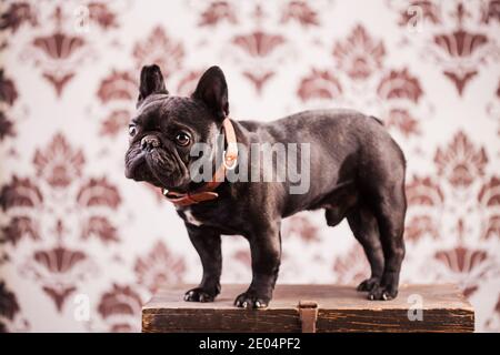 french bulldog over vintage background Stock Photo