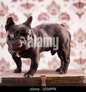 french bulldog over vintage background Stock Photo