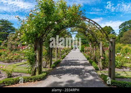 Rose garden at Christchurch Botanic garden in New Zealand Stock Photo