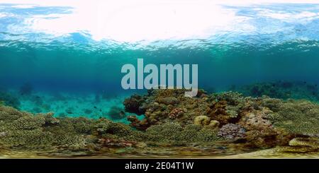 Tropical colourful underwater seas. Coral Garden with Underwater Vibrant Fish. Underwater tropical colourful soft-hard corals seascape. Philippines. 360 panorama VR Stock Photo