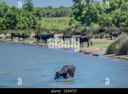 cattle on the banks of the Petit Rhône distributary in the Camargue near Saintes-Maries-de-la-Mer,some of the bulls are used for bull-fighting and for Stock Photo