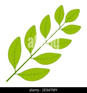 Laurel tree branch, vector Laurel leaf branch wreath symbol glory, victory or peace Stock Vector