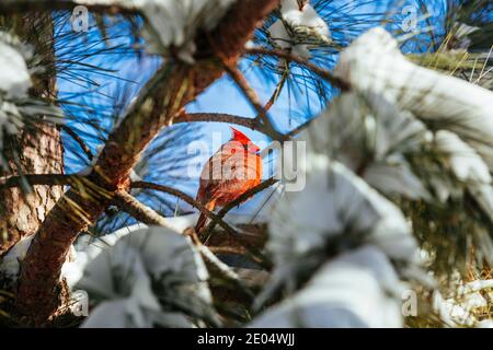 A Male Cardinal bird sits in a pine tree sunning itself on a cold winter snowy afternoon. Stock Photo