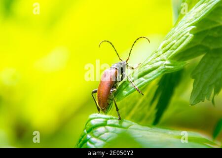 male beetle red leptura crawling on the grass, selective focus Stock Photo