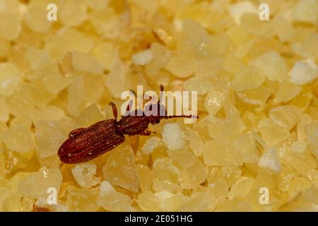 A close up macro image of a sawtoothed grain beetle ( Oryzaephilus surinamensis ) walking on a pile of wheat semolina. The insect is a dangerous agric Stock Photo