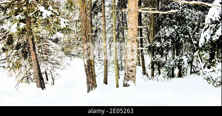 Evergreen branches and birch trunks covered with snow on a winter's day. Stock Photo