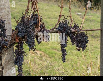 Closeup of wine grapes on the vine in the vineyard close to harvest. The purple fruit is dehydrated, ready to pick. Location is Umbria, Tuscany Italy. Stock Photo