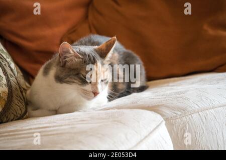 Beautiful furry tabby grey and white cat sitting on luxurious cream colored couch with rust pillows. Sleepy, luxury, pampered kitten. Stock Photo