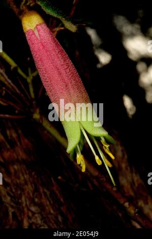 Correa Reflexa (Native Fuschia) is one of the few native plants to flower in Winter. The flowers can be red or green, but are the same species. Stock Photo