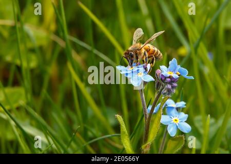 A bee sits on a blue flower and collects nectar. Stock Photo