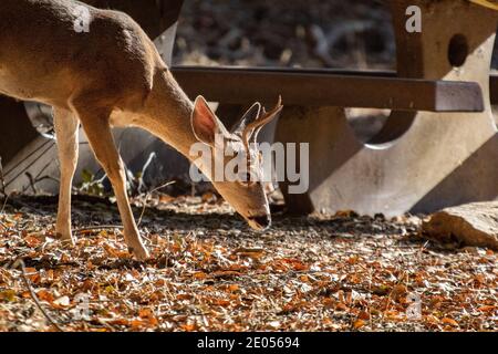 A young male mule deer in a county park Stock Photo