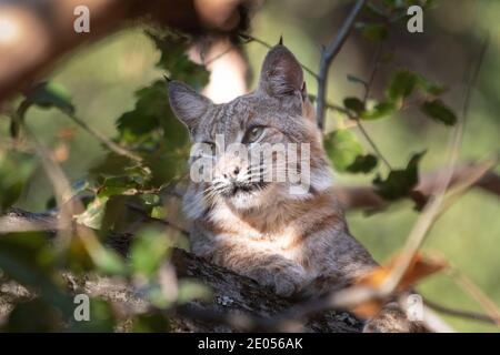 A Bobcat relaxing in a tree in a park in San Jose California Stock Photo