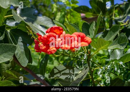 Close up of the Chinese trumpet vine, Campsis Grandiflora, It is trumpet-shaped flower. Stock Photo