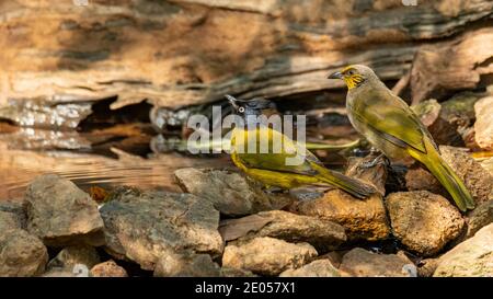 Both Stripe-throated Bulbul and Black-crested Bulbul perching on small rocks near the waterhole Stock Photo